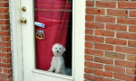 I Wish I Had A Doggie Door | Image (CC BY-NC-ND 2.0) Kevin Harbor